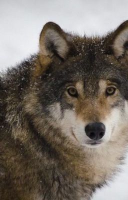 Loup, la meute de l'ombre.