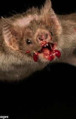 Love, Gangs, and Vampire Bats 