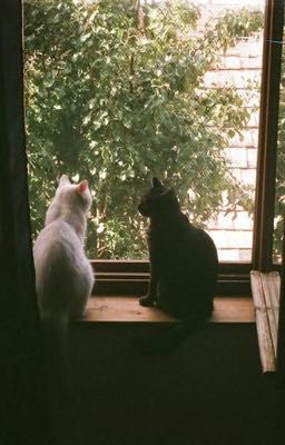 [ManSun]  Mèo Nhây 