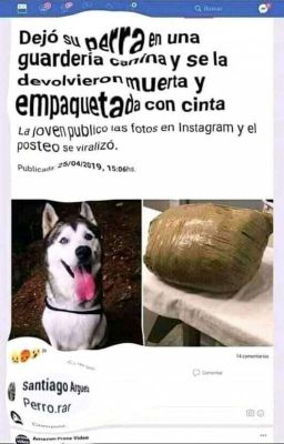 MEMES PERRO