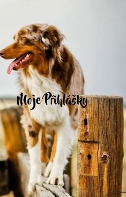 Moje přihlášky