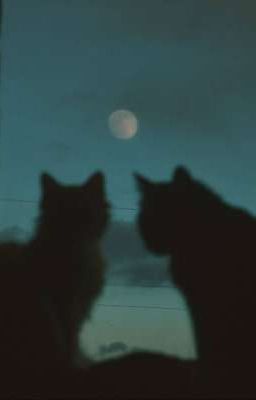 moon and cat [One chot]