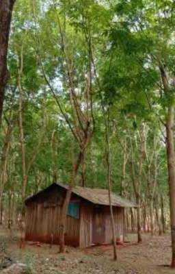 Mùi đất đỏ 