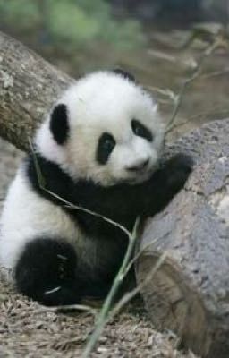 My new pet panda