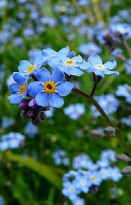 Myosotis