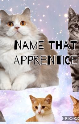 Name The Apprentice 