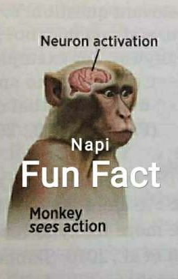 Napi Fun Fact