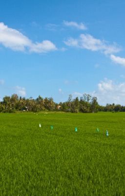 Nhớ về quê hương