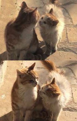 [Opekale] NGÀN NĂM CHỜ MỘT KIẾP NGƯỜI