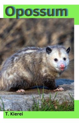 Opossum-(mxm) (Rever series Eight)