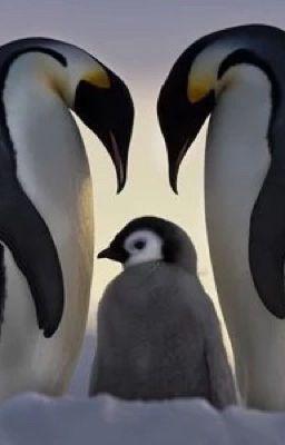 Penguins