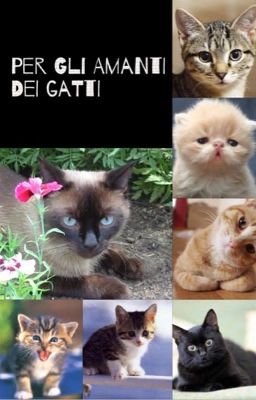 Per gli amanti dei gatti