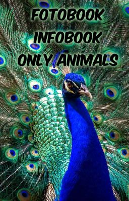 Photobook Infobook Only Animals