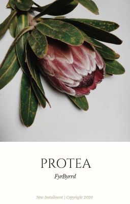 PROTEA, W. LYKENSEN