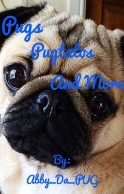 Pugs, Pugtatos, and MORE