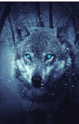 Restoring The Blue Eyed Wolf. 