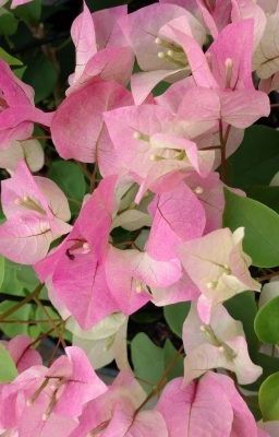 ■□■□■□■□■ Rose Bed ■□■□■□■□■