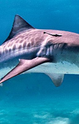 SENRYU SEASIDE SELECTIONS : 5 PARTS - 3. Tiger Shark