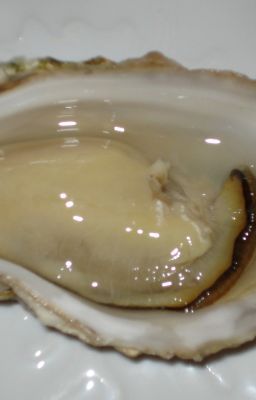 SENRYU SEASIDE SELECTIONS : 5 PARTS -  4. Oyster