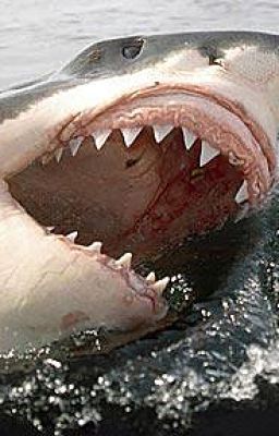 SENRYU SEASIDE SELECTIONS : 5 PARTS - 5. Great White Shark