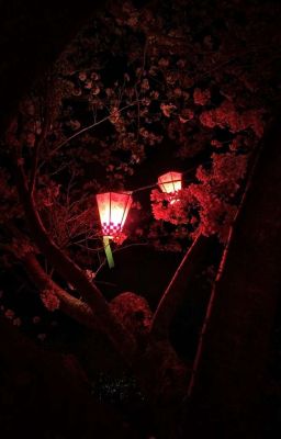 [ Shisui x Sakura x Sasuke ] LOOK AT ME, CHERRY BLOSSOM 