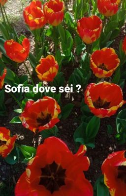 Sofia dove sei?