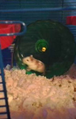 Some pics of my hamster :3