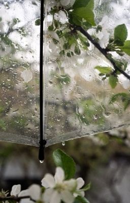  Sonbinh ☔︎︎ Chiếc ô
