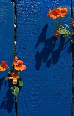 Song mỹ - yêu ơi