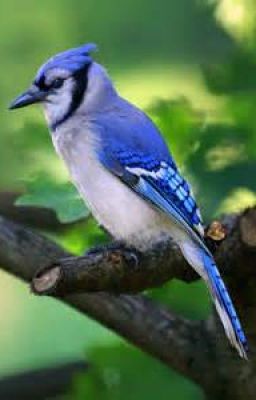 Song Of The Silent BlueJay