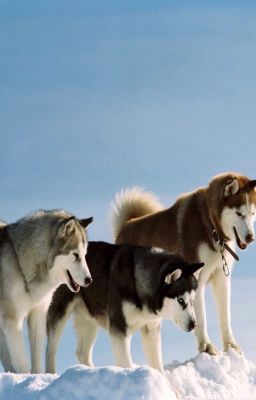 Spencer's Yukon Quest