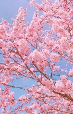 Spring has come-Wind Breaker Nii Satoru-Fanfic [Fem!Sakura] [R18]