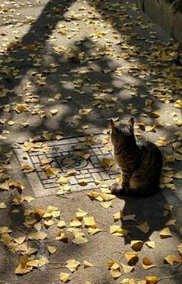 stelong | hate me, love me.