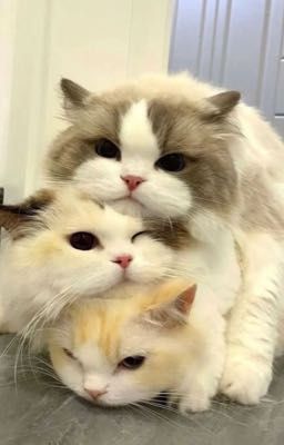 /StevenxKhangxHoàng/ xinh yêu của các anh