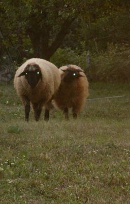 Suga, the Hope and Two Sheep