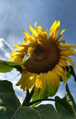 「Sunflower. 」  FreshFell