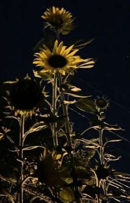 sunflower in the night