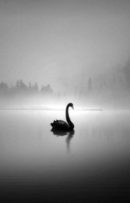 swan