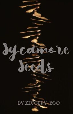 - Sycamore Seeds -