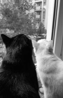 [tạm dừng đăng tải[ViCuong-Ver] Tôi Thích Tin Tức Tố Của Cậu