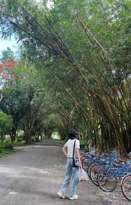 | TẢN VĂN |