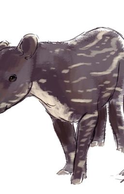 TAPIRS