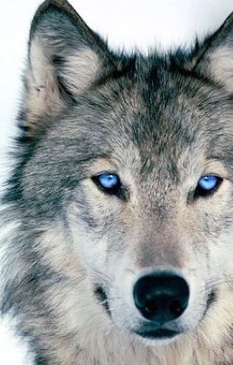 The Blue Eyed Wolf's Power. 