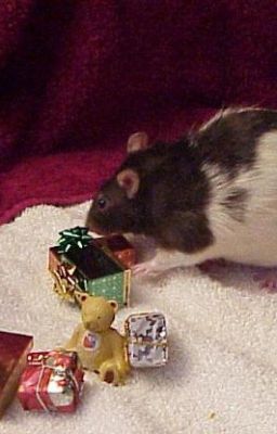 The Christmas Mouse