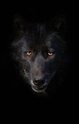 The Evil Black Wolf