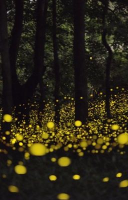 The Fireflies