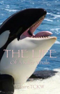 The Life Of A Wannabe Killer Whale