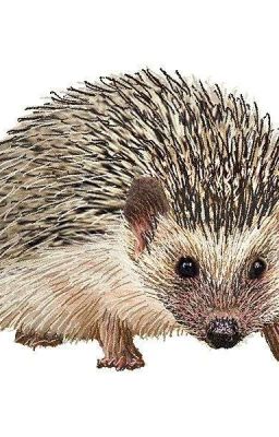 The Unfortunate Hedgehog 