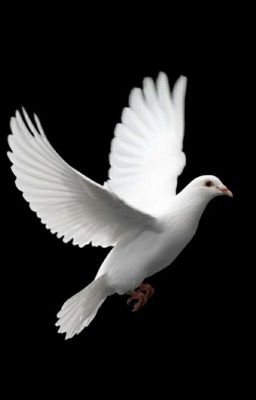 The white dove