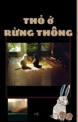 Thỏ ở rừng thông.